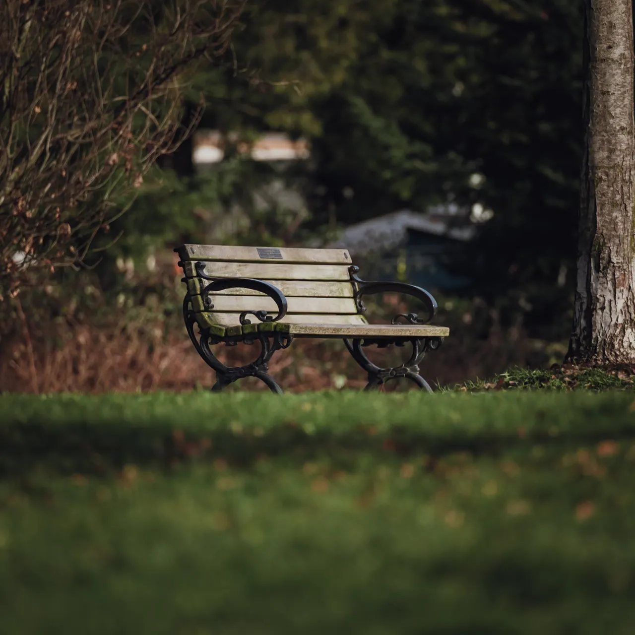 A wooden park bench surrounded by green foliage.
